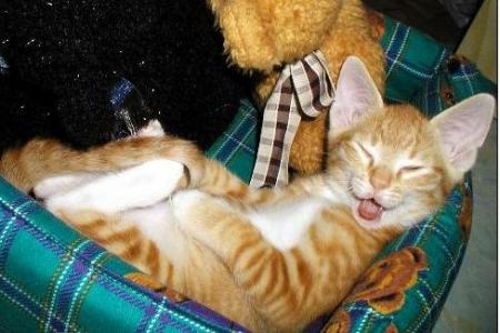 le chat